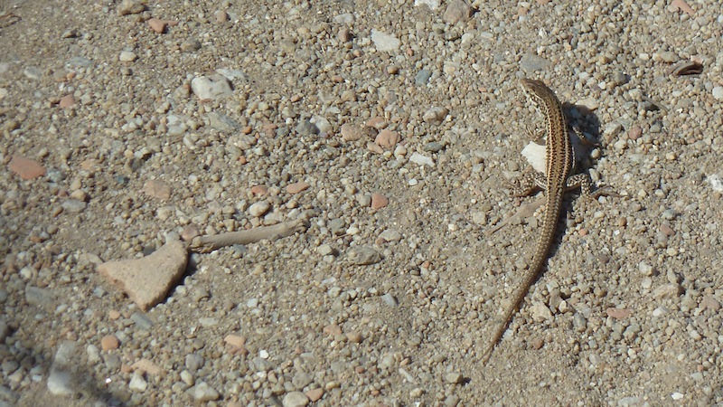 Lizard 8.JPG